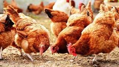 أسعار الدواجن اليوم الأحد 21_7_2024