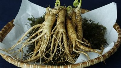 أضرار الجنسنج للمرأة.. يزيد حجم الأورام 