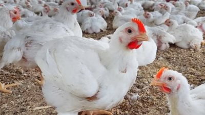 سجل سعر كيلو الدواجن الساسو اليوم الأربعاء 24_ 7_ 2024 