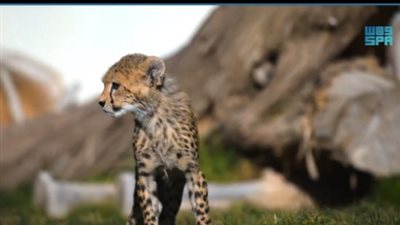 بعد ولادة أربعة أشبال.. ما لم تعرفه عن الفهد الصياد (فيديو مثير لا تتوقع ما يحدث)