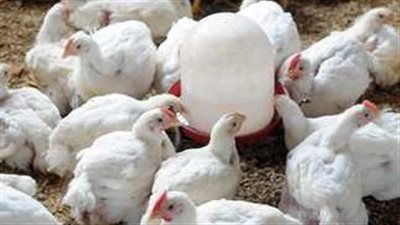  أسعار الدواجن الأسواق والمحال التجارية اليوم الخميس 25 يوليو 2024