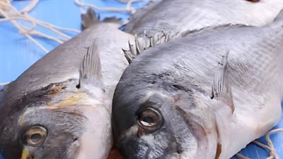 سعر السمك البلطي اليوم السبت 27_7_2024