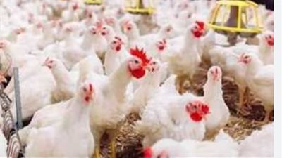 أسعار الدواجن اليوم الأحد 28 يوليو 2024