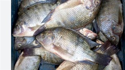  سعر السمك البلطي الكبير اليوم الأربعاء 31_ 7_ 2024 