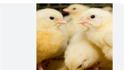 أسعار الكتاكيت اليوم 28_7_ 2024