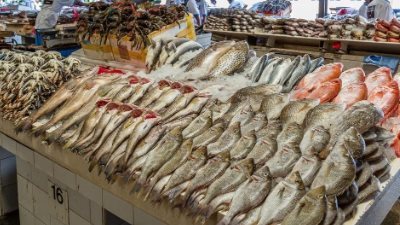 سعر السمك البلطي اليوم الأحد 4_8_2024