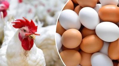  سعر البيض في الأسواق اليوم 5_8_2024
