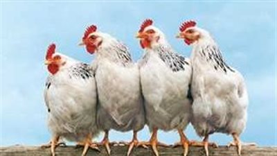 بورصة الدواجن اليوم 6_8_2024 الفراخ البيضاء 