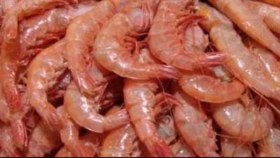 أسعار الجمبري اليوم الثلاثاء 6 أغسطس 2024