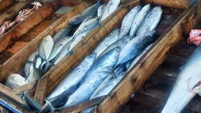  أسعار السمك والجمبري اليوم الخميس 8 أغسطس 2024