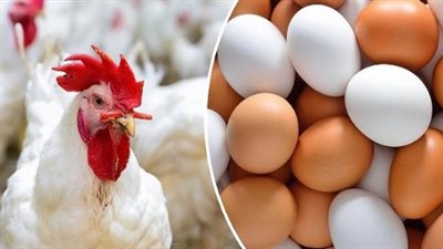 بورصة الدواجن اليوم 11_8_2024.. الفراخ البيضاء بكام؟