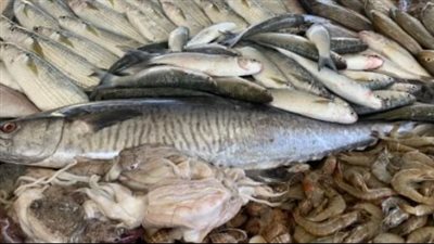 سعر السمك البلطي اليوم الاحد 11_ 8_ 2024 