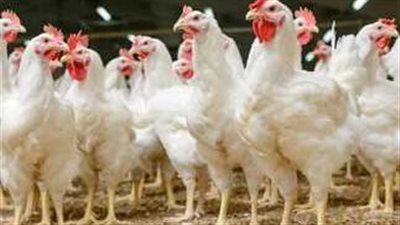 سعر كيلو الفراخ البيضاء اليوم الثلاثاء 13 أغسطس 2024