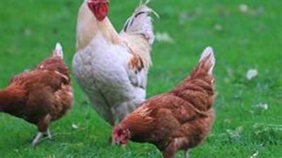 سعر كيلو الدواجن البلدي والبيض اليوم 13_8_2024