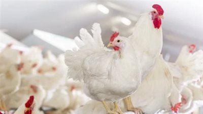 أسعار الدواجن والبيض اليوم الخميس 15 أغسطس 2024