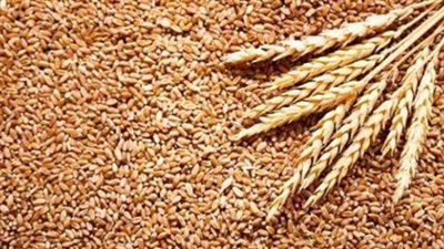 أسعار الأرز الشعير اليوم الاحد 18_8_2024