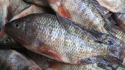 سعر السمك البلطي اليوم الإثنين 19_8_2024