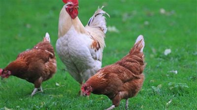 أسعار الكتاكيت اليوم 20_8_2024.. بكام سعر البيض والدواجن؟