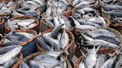 أسعار الجمبري اليوم الخميس 22 أغسطس 2024