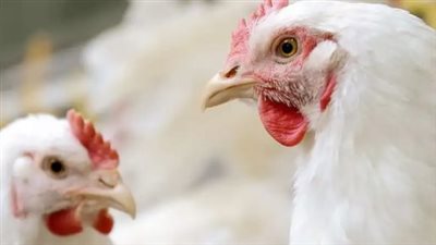 سعر الفراخ البيضاء في بورصة الدواجن اليوم الأربعاء 28-8-2024