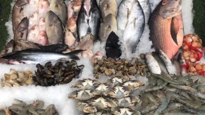  أسعار الأسماك والجمبري اليوم الأربعاء 28 أغسطس 2024