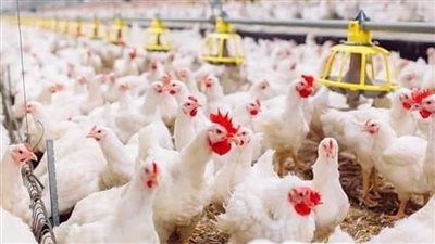 أسعار الفراخ اليوم الأحد 1 سبتمبر 2024