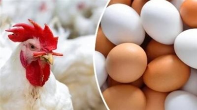  أسعار الدواجن اليوم الاثنين 2 سبتمبر 2024