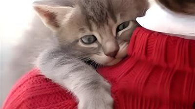 فتاوى عن تربية القطط وعمل المرأة تثير الانتقادات على مواقع التواصل.. هل تربية القطط حرام؟