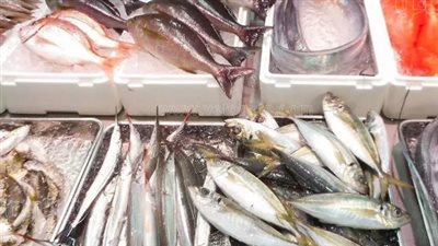 سعر السمك البلطي اليوم الأربعاء 4_9_2024