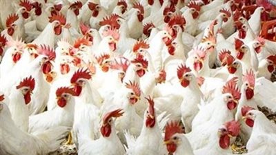 أسعار الدواجن والبيض اليوم الخميس 12_9_2024