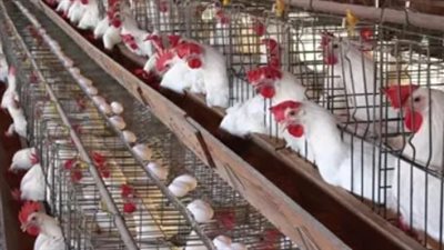 أسعار الفراخ البيضاء في بورصة الدواجن اليوم الثلاثاء 10-9-2024 