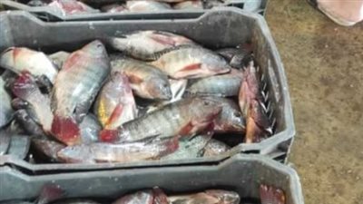 تباين أسعار الأسماك والجمبري اليوم السبت 14 سبتمبر 2024