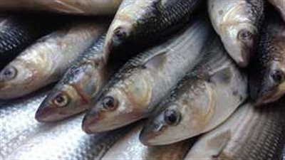  أسعار الأسماك والجمبري اليوم الأحد 15 سبتمبر 2024