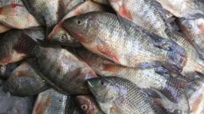 أسعار السمك والجمبري اليوم الثلاثاء 17 سبتمبر 2024.. البلطي الكبير يتراوح بين 87 و89 جنيهًا للكيلو