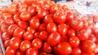  أسعار الطماطم اليوم الأربعاء 18_9_2024