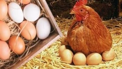  أسعار الدواجن والبيض اليوم الأربعاء 18 سبتمبر 2024