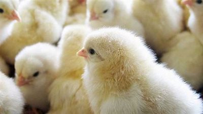 أسعار الفراخ والبيض اليوم الخميس 19 سبتمبر 2024.. الكتاكيت بكام؟