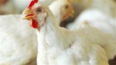 سعر الدواجن اليوم السبت 21 سبتمبر 2024