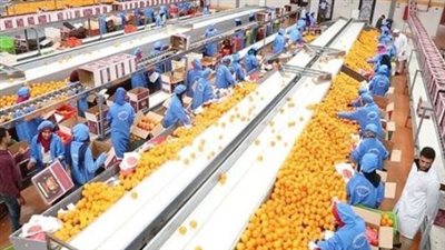 صادرات مصر الزراعية تتجاوز 6.4 مليون طن حتى الآن