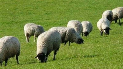 شروط دعم صغار مربي الماشية بالمملكة السعودية 