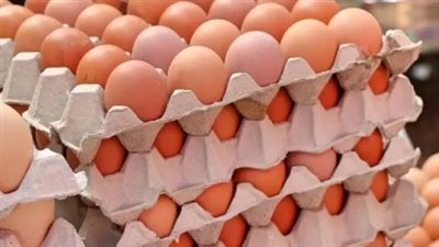  سعر كيلو الدواجن البلدي اليوم 23_9_2024.. البيض الأحمر بكام؟