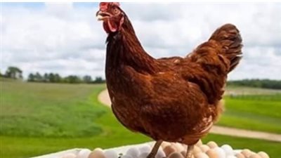أسعار الدواجن اليوم الثلاثاء 24 سبتمبر 2024
