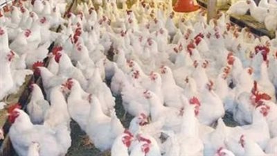 أسعار الفراخ البيضاء في بورصة الواجن اليوم الأربعاء 25-9-2024