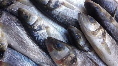 سعر السمك البلطي اليوم الأربعاء 25_ 9_ 2024 