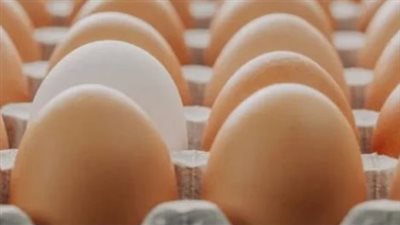 سعر كرتونة البيض 170 جنيها وكيلو الدواجن بـ85 جنيها اليوم 29_9_2024