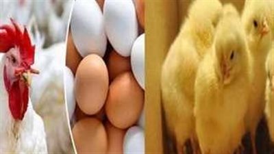  سعر الكتكوت الأبيض اليوم الثلاثاء 1 أكتوبر 2024.. البيض والفراخ بكام؟