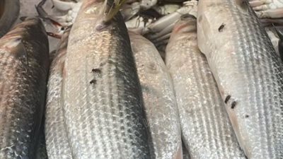 أسعار السمك والجمبري اليوم الأربعاء 2_10_2024