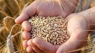 مجلس الوزراء المصري يوافق على 2200 جنيه سعرًا استرشاديًا لأردب القمح موسم 2024/2025