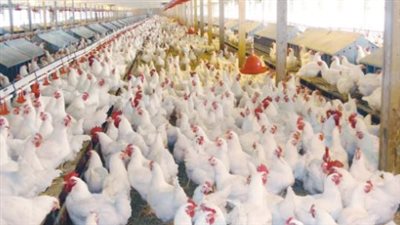 بورصة الدواجن اليوم السبت 5_10_2024