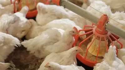 اسعار الفراخ البيضاء اليوم السبت 5_10_2024